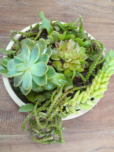 Potted succulent plant with green leaves on a wooden surface